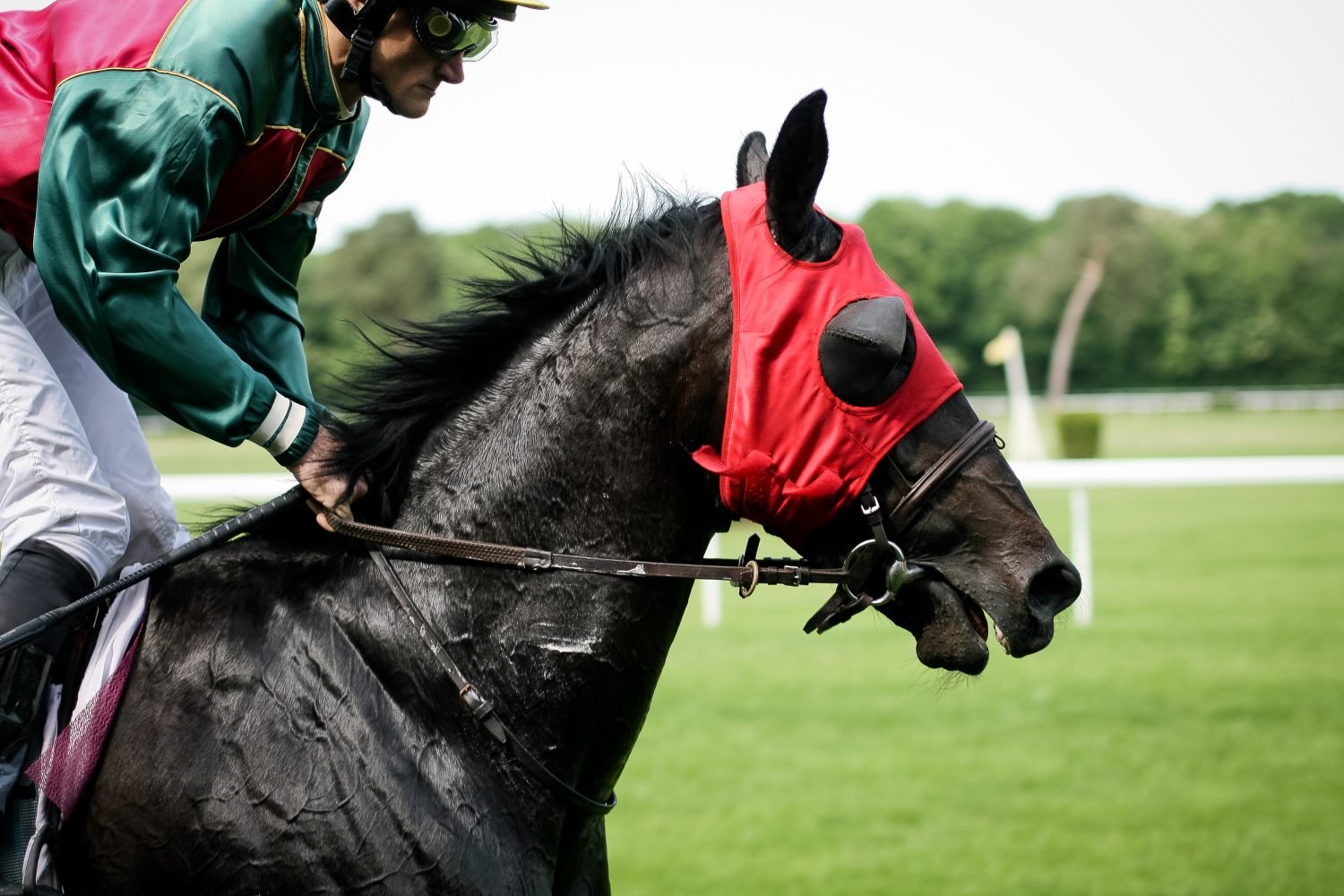 horse-racing-picjumbo-com